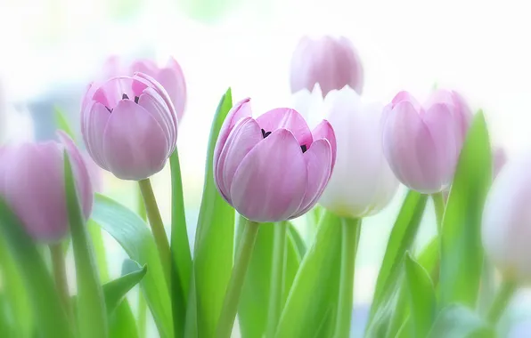 Leaves, light, flowers, bouquet, blur, spring, tulips, gentle