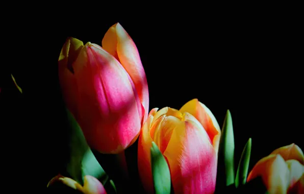 Picture leaves, background, petals, tulips, twilight