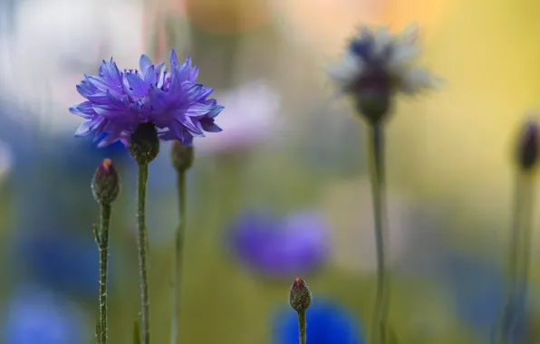 Macro, blur, blue, Cornflowers