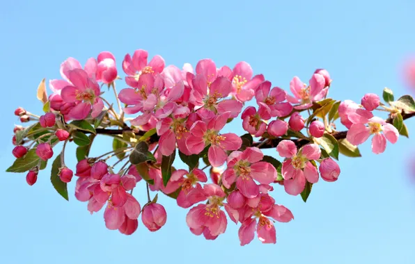 Picture branches, spring, flowering