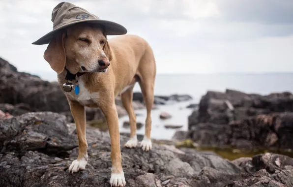 Each, dog, Wizard dog