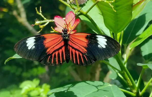 Flower, macro, butterfly, wings, beautiful, closeup