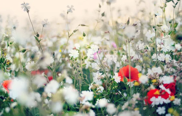 Summer, flowers, nature