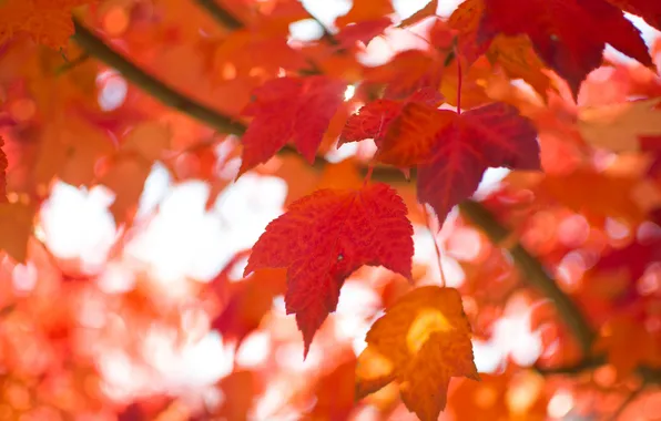 Autumn, leaves, nature