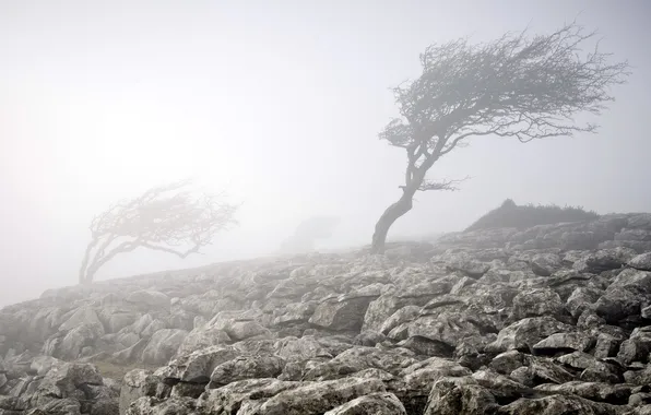 Trees, nature, fog, stones
