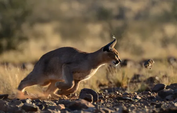 Picture predator, hunter, mining, Caracal, steppe lynx, Caracal