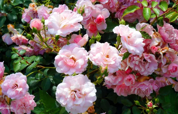 Rose, flower, garden, blooming