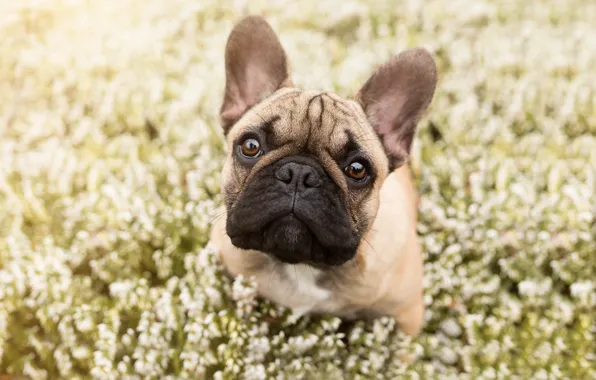 Picture look, face, flowers, dog, bulldog, French bulldog