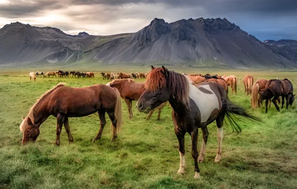 Picture mountains, horse, Iceland