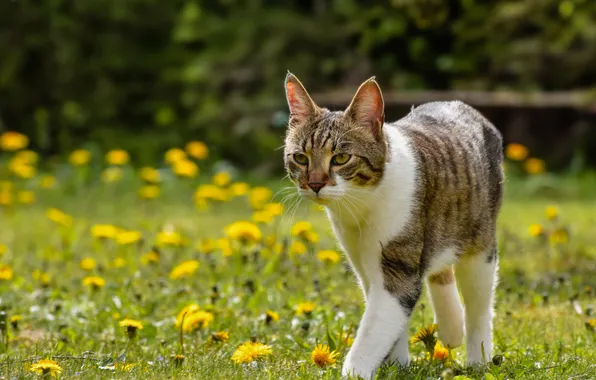 Cat, cat, look, flowers, pose, glade, spring, walk