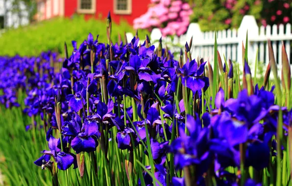 Picture Spring, May, Spring, Flowering, Purple flowers, May, Flowering, Purple flowers