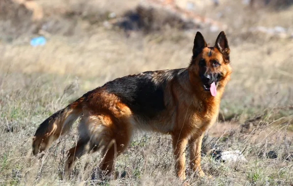 Picture language, the steppe, dog, German shepherd