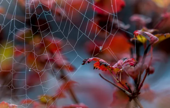 Leaves, photo, web, branch