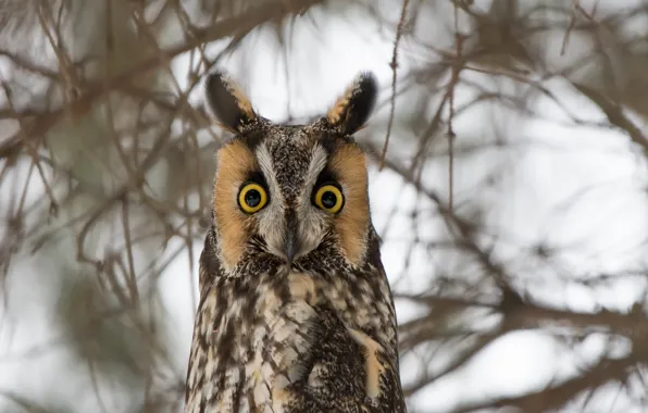 Picture nature, owl, bird