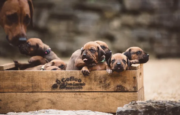 Dogs, puppies, box