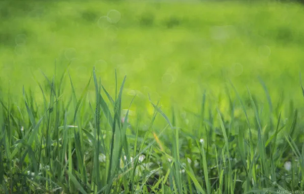 Wallpaper summer, macro, nature, grass