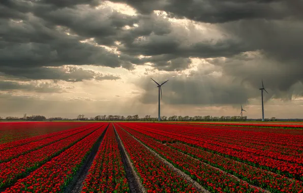 Field, the sky, clouds, flowers, strip, view, spring, dal