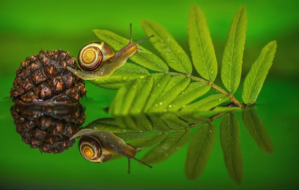 Picture leaves, water, macro, snail