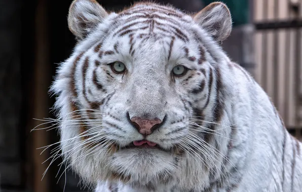 Picture cat, look, face, white tiger