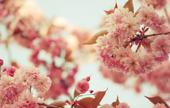 Flowers, tree, pink flowers