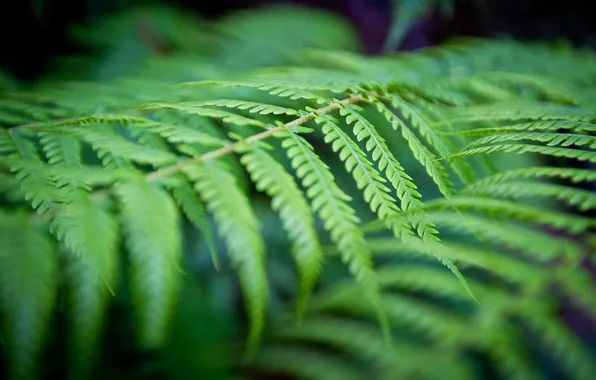 Picture greens, forest, sheet, plant, fern, Australia, New South Wales, Blue Mountains