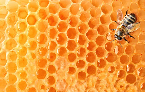 Bee, cell, honey