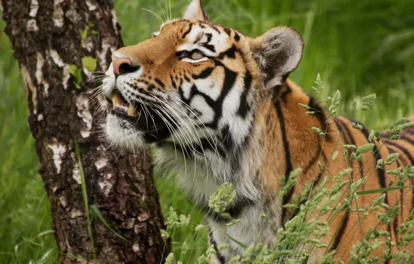 Grass, trees, tiger, birch, wild cat