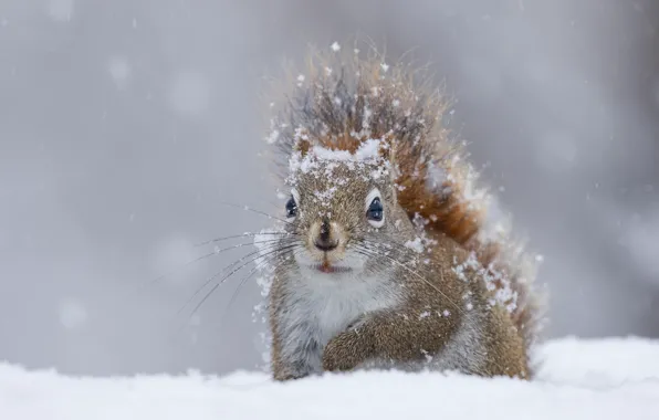 Picture winter, snow, protein, squirrel