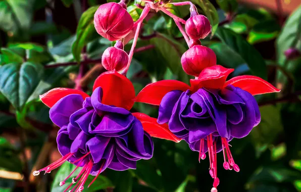 Petals, stamens, buds, Fuchsia