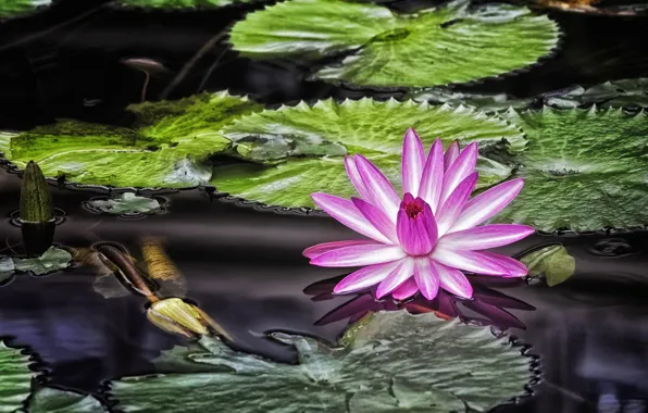 Flower, leaves, water, Lily