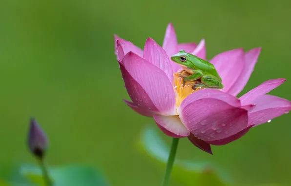 Flower, pink, frog, Lotus, green, green background