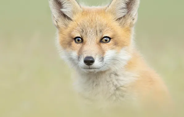 Picture look, background, portrait, baby, Fox, face, Fox