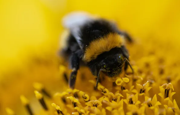 Flower, macro, pollen, sunflower, blur, insect, bumblebee, blur