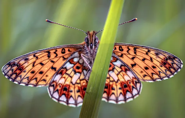 Butterfly, Insects, Closeup, small pearl-bordered fritillary