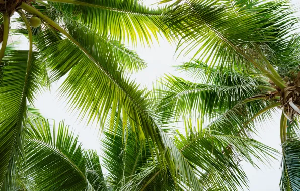 Beach, summer, the sky, the sun, palm trees, summer, beach, beautiful