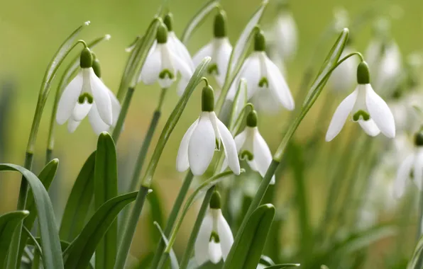Picture macro, spring, Snowdrops, Galanthus