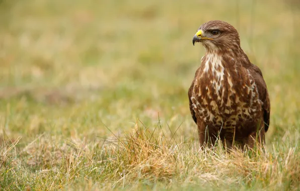 Grass, bird, predator, bokeh, Buzzard