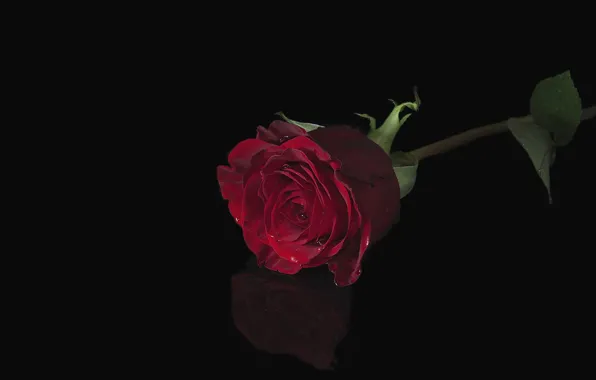 Picture flowers, roses, red rose, black background