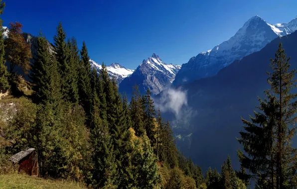 Picture forest, mountains, Switzerland, ate