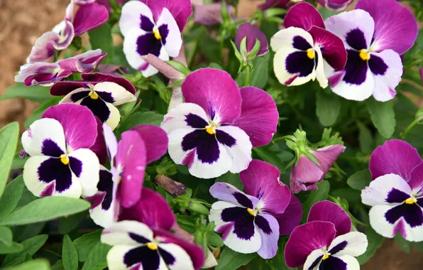 Picture viola, flowers, Pansy, pink, flowerbed