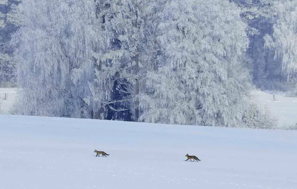 Winter, frost, animals, snow, trees, France, Fox, Vosges