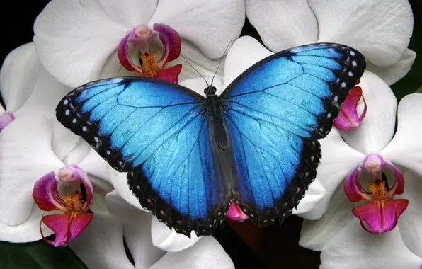 Flowers, macro, butterfly, wings, beautiful, closeup