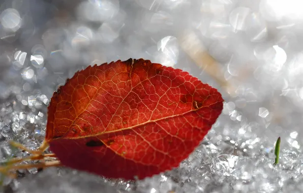 Autumn, leaves, macro, nature