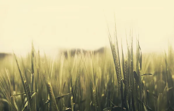 Wheat, field, rye, green, ears