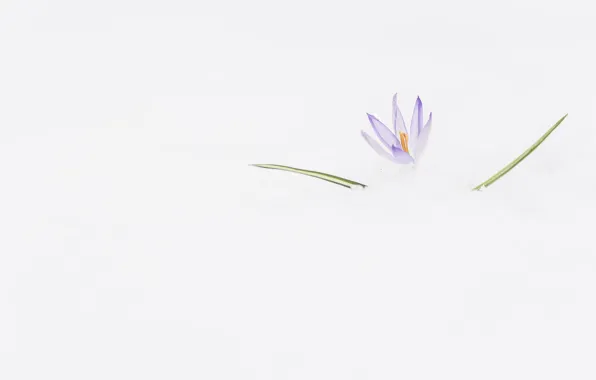 Flower, snow, background