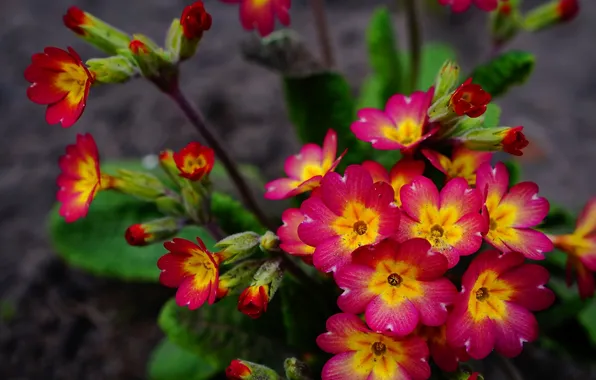 Red, flower, blooming