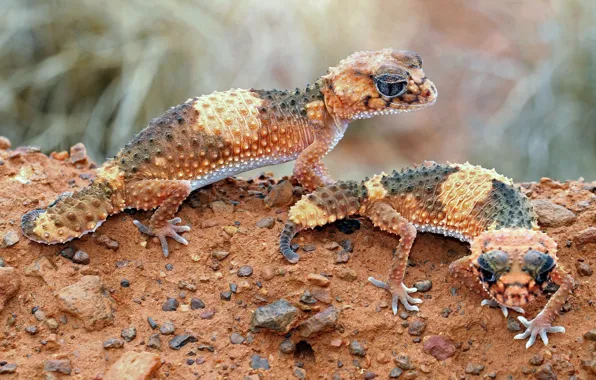 Brown, lizards, cold-blooded