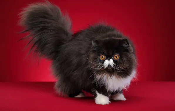 Cat, cat, look, pose, black and white, face, red background, Studio