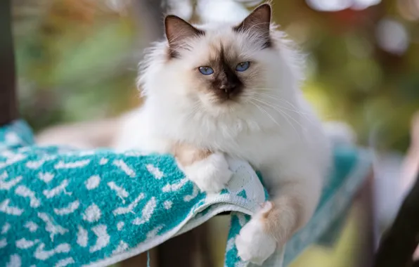 Cat, white, cat, look, pose, kitty, portrait, towel