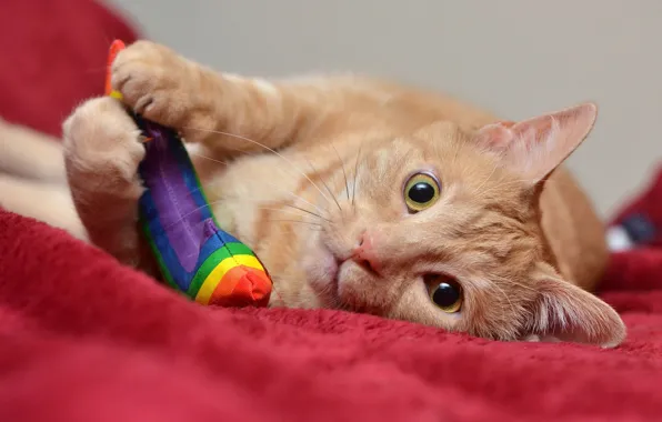 Picture cat, cat, look, face, toy, the game, fabric, red
